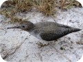 View Spotted Sandpiper 852