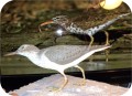 View Spotted Sandpiper 933