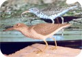 View Spotted Sandpiper 936