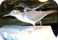 View Spotted Sandpiper 942