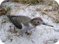View sandpiper
