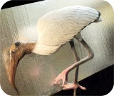 View Wood-Stork-Lifesize-35