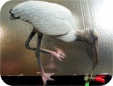 View Wood-Stork-Lifesize-37