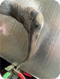 View Wood-Stork-Lifesize-38