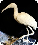 View Wood-Stork-Lifesize-48