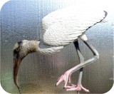 View Wood-Stork-Lifesize-591