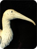View Wood-Stork-Lifesize-59