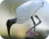 View Wood-Stork-Lifesize-641