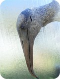 View Wood-Stork-Lifesize-651