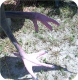 View Wood-Stork-Lifesize-656