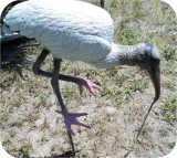 View Wood-Stork-Lifesize-657
