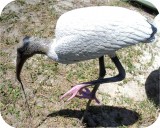 View Wood-Stork-Lifesize-658