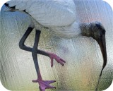 View Wood-Stork-Lifesize-661