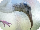 View Wood-Stork-Lifesize-671