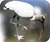 View wood-stork