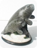 2 4 Small Manatee And Baby81
