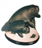 2 4 Small Manatee And Baby