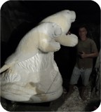 View Manatees FPL 6ft-CARVE-93