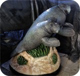 View Manatees FPL 6ft-FINISHED2-69