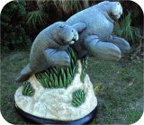 View Manatees FPL 6x8ft-79