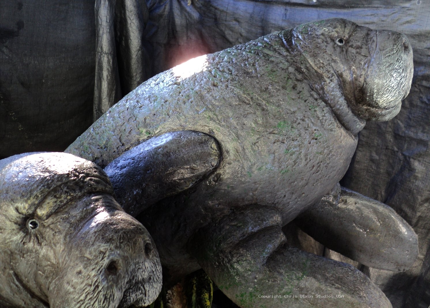 Manatees FPL 6ft FINISHED2 72