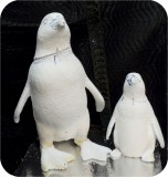Magellanic Penguin MANAKIN 08