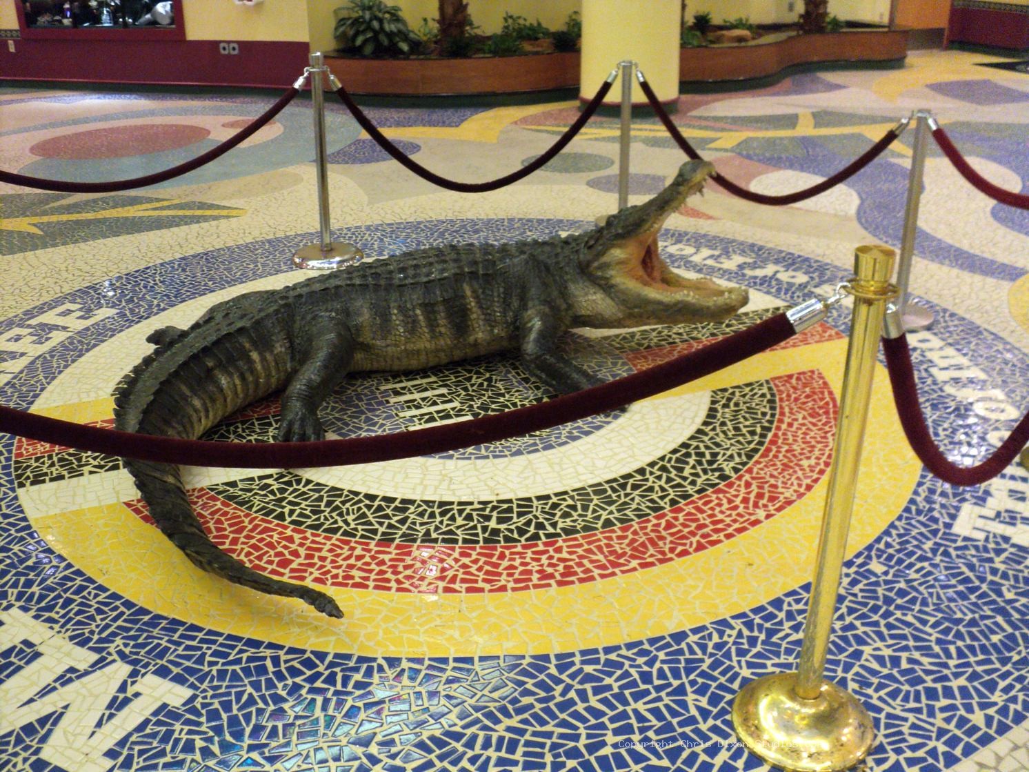 Alligator 13ft 582
