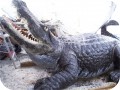 big-wrestler-gator