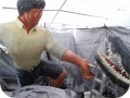 Big Wrestler Gator Carved 1986