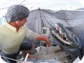 Big Wrestler Gator Carved 1993