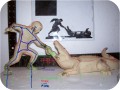 Big Wrestler Gator SUPPORT Model