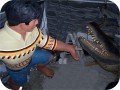 Big Wrestler Gator B 2011