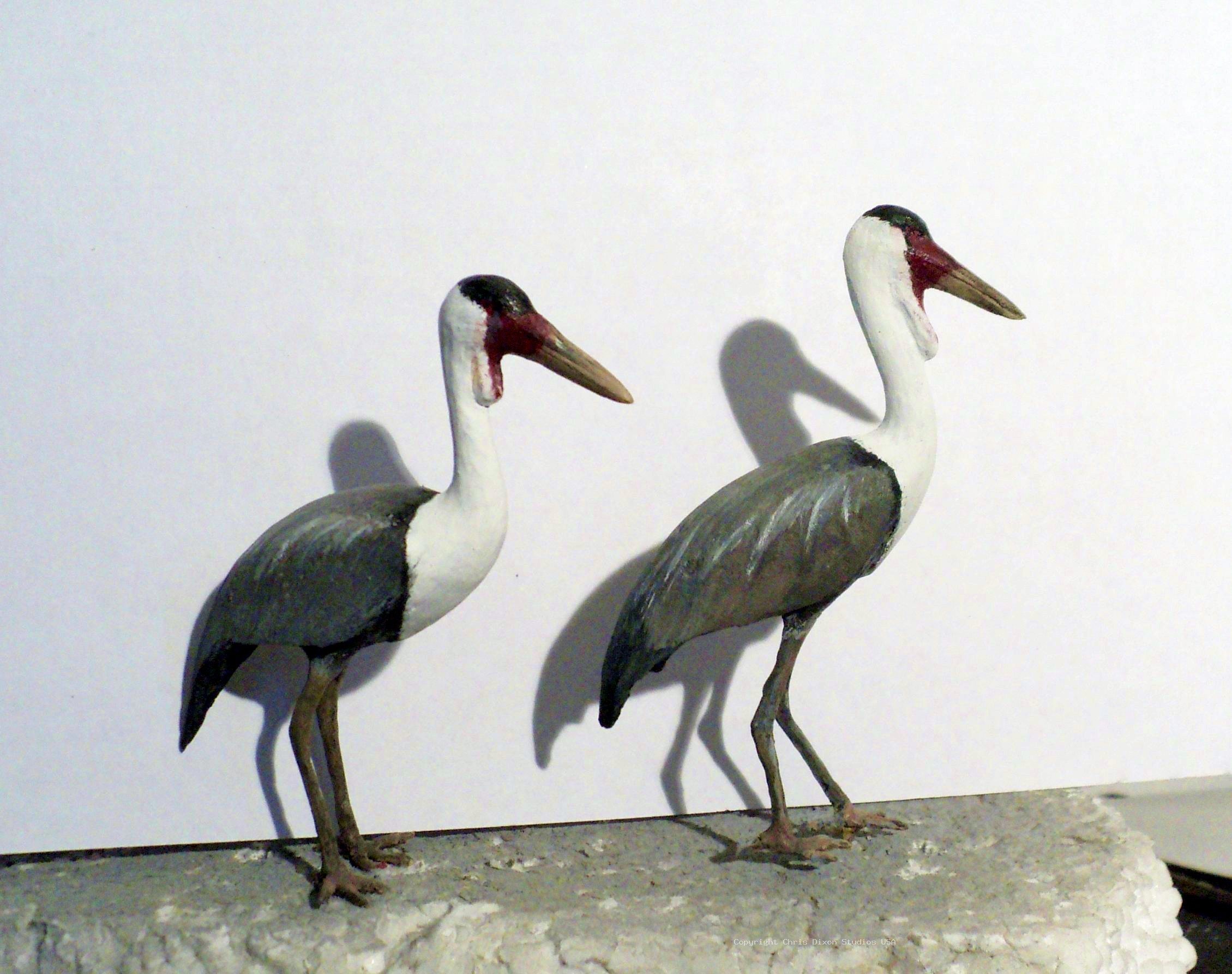 Crane Wattled Pair 400