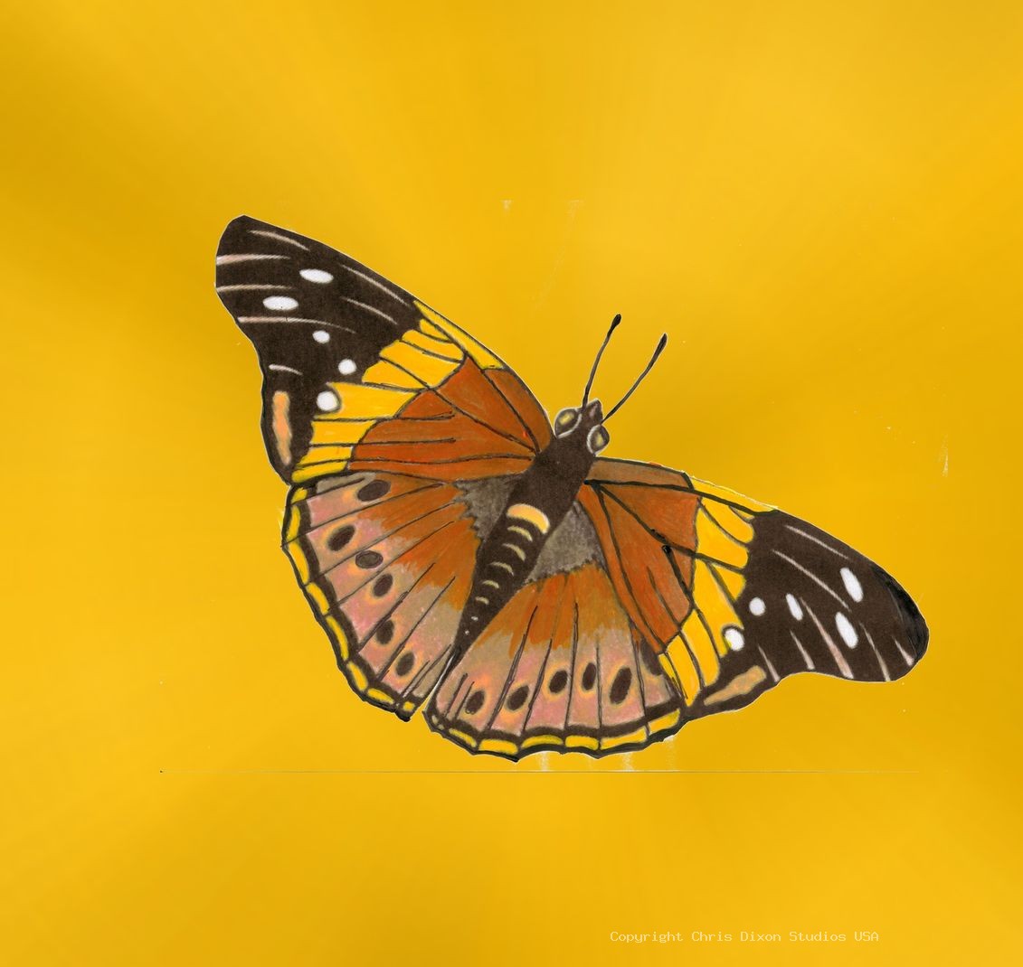 Mm Butterfly