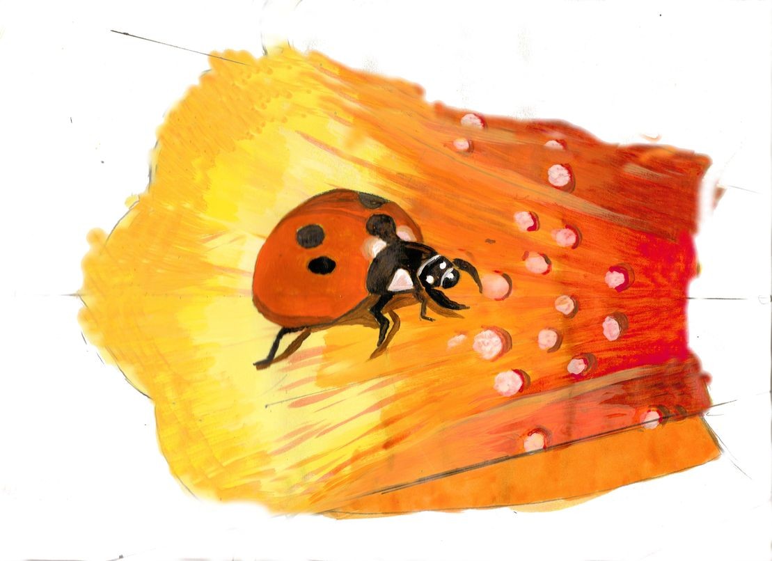 Mm Ladybug