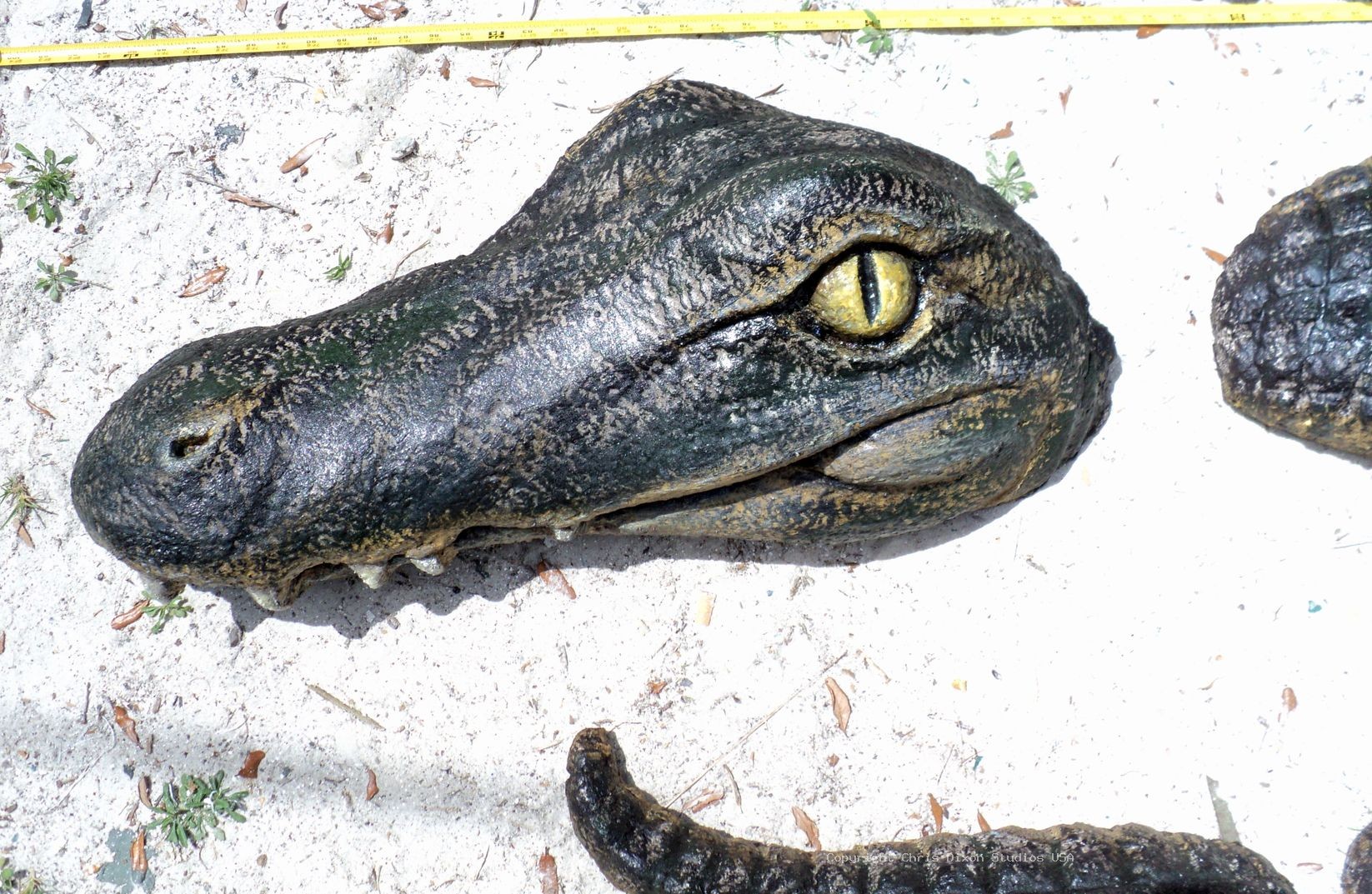 Alligator Wall 008