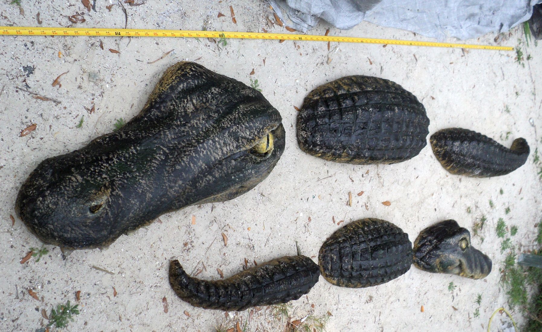Alligator Wall 010