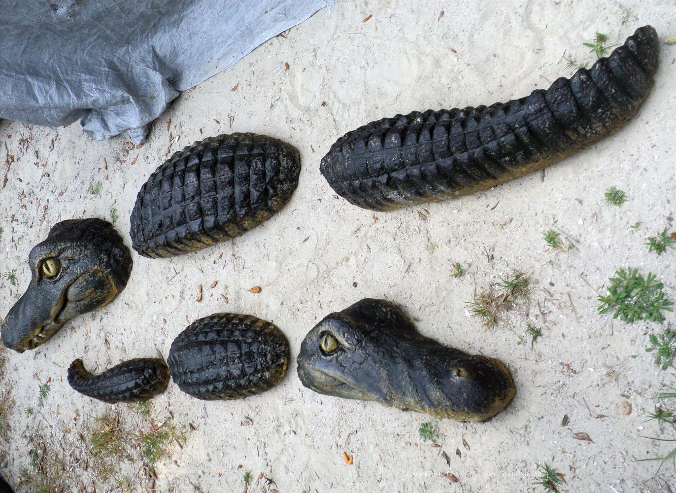 Alligator Wall 012