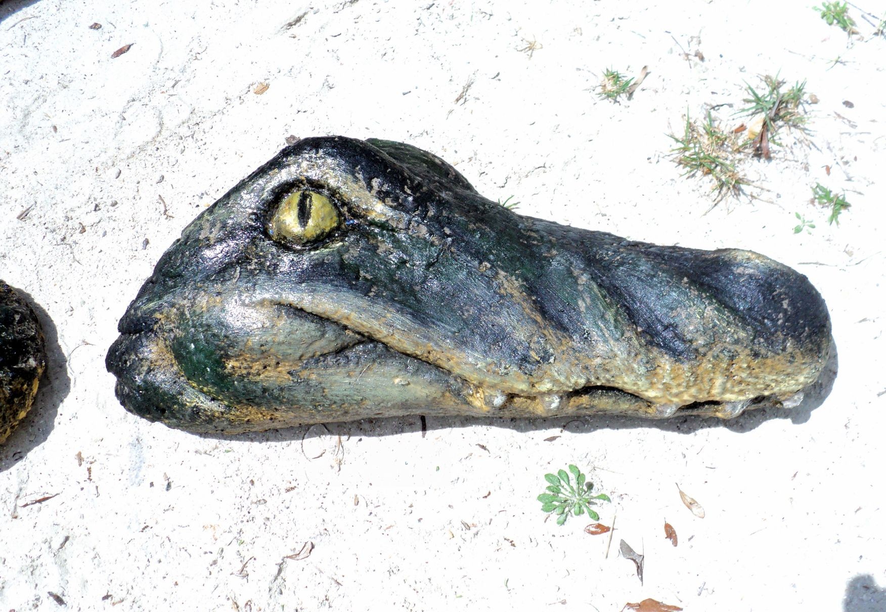 Alligator Wall 014