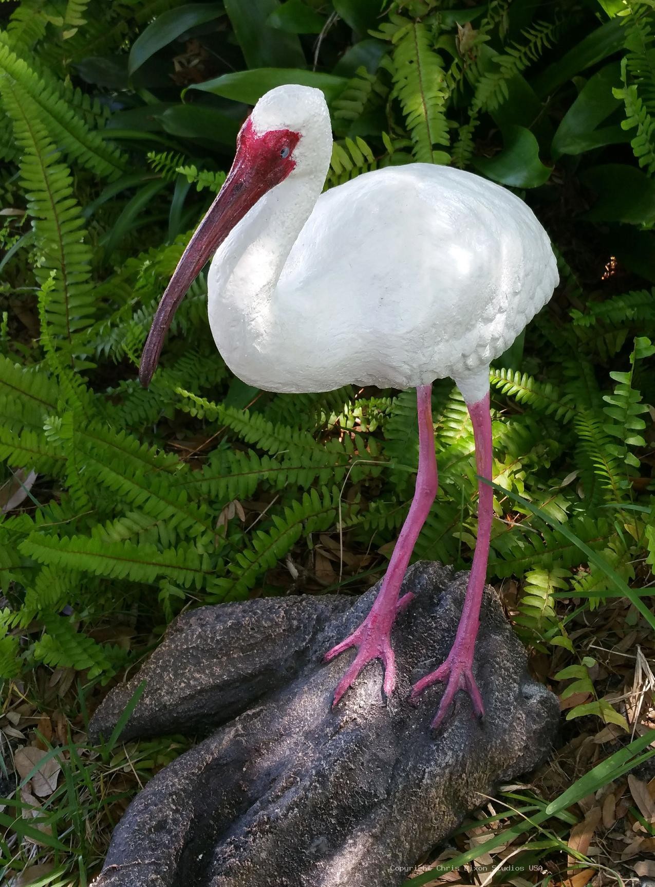 Ibis White Bird 26in 845