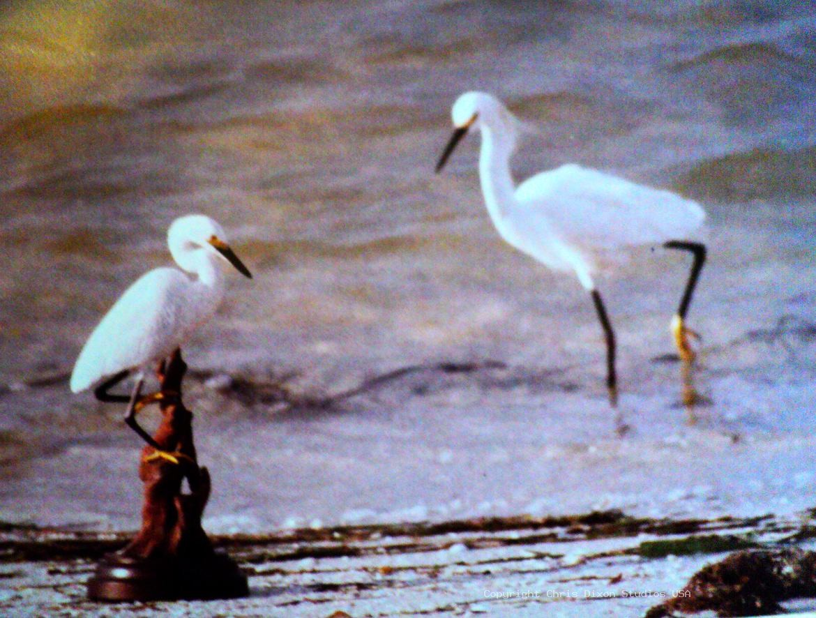 Bird Wood Carving 266