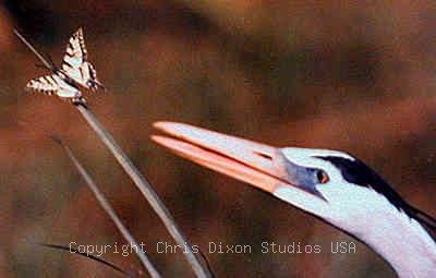 Heronbutterfly400255 Jpg