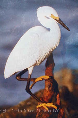 Snowy Egret Wood100300 Jpg