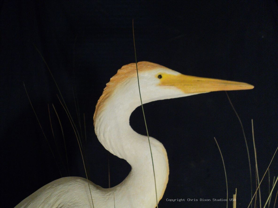 Cattle Egret Sculpture29in 793