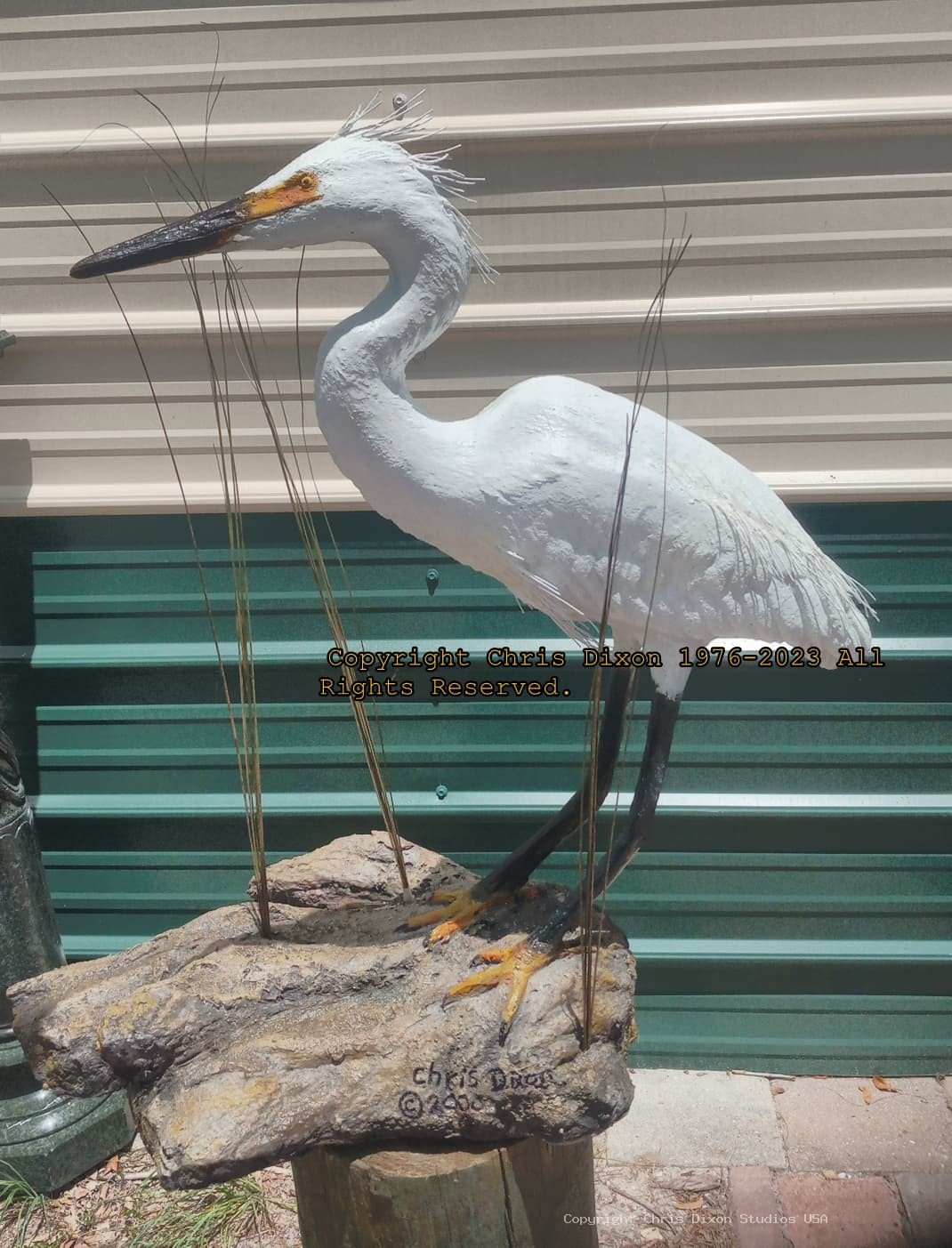 Egret29Plummaged 038