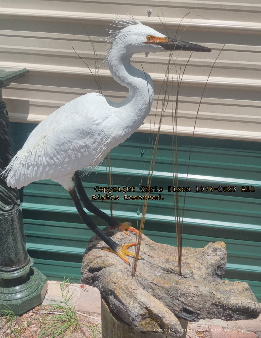 Egret29Plummaged 135