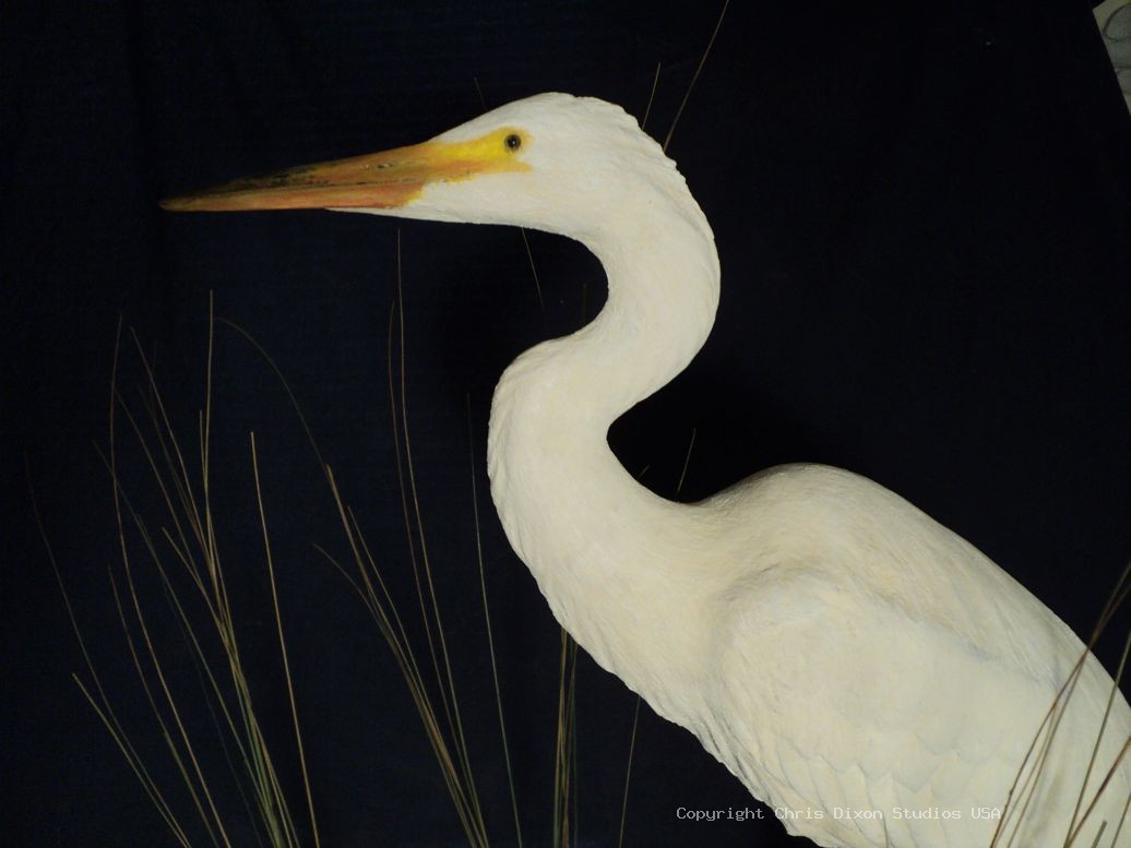 Great American Egret Sculpture29in 764
