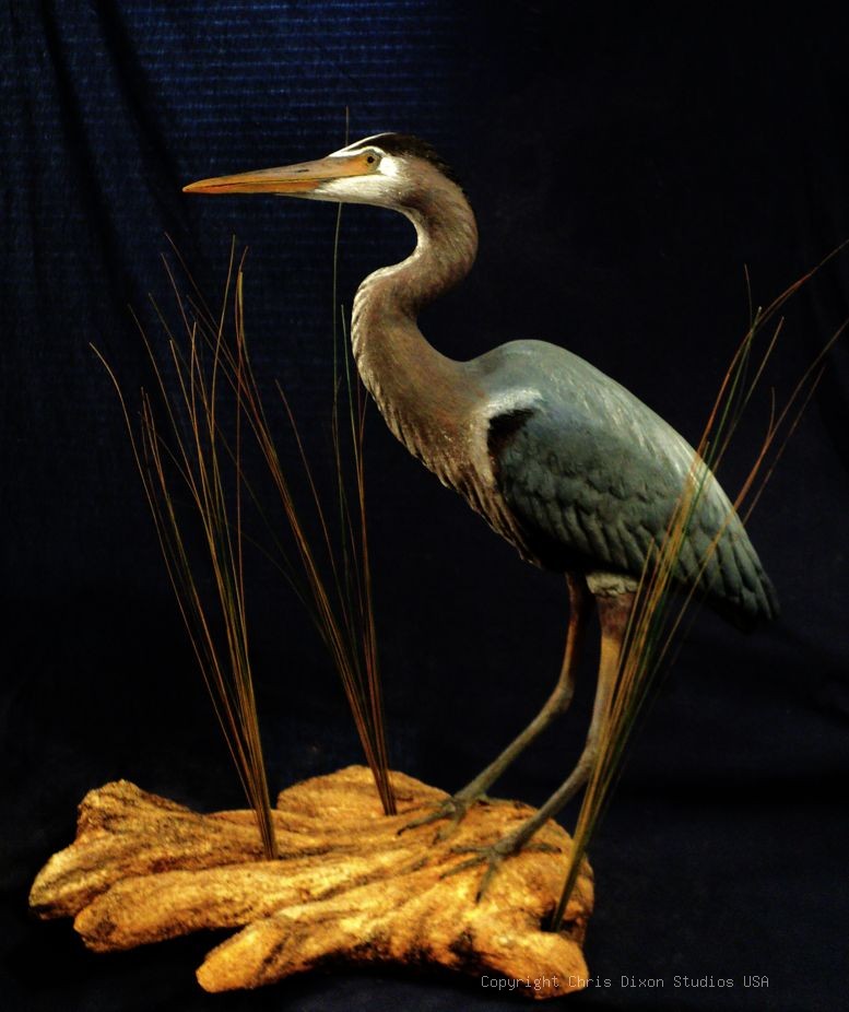 Great Blue Heron Sculpture29in 843
