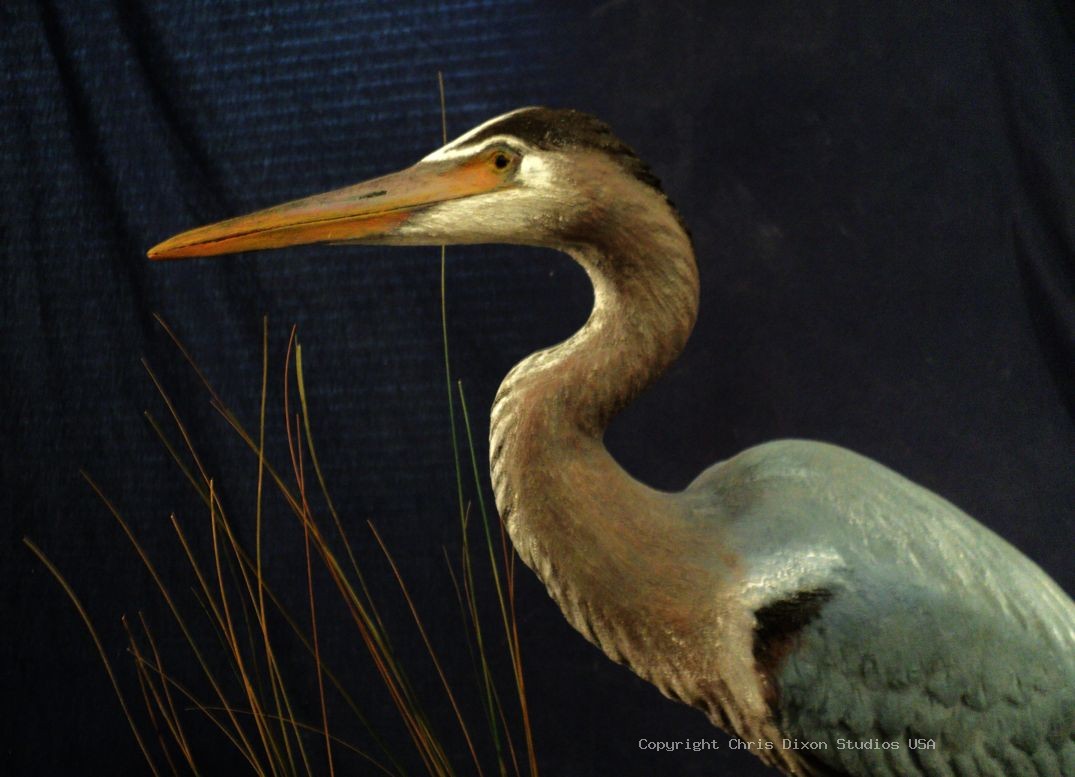 Great Blue Heron Sculpture29in 845