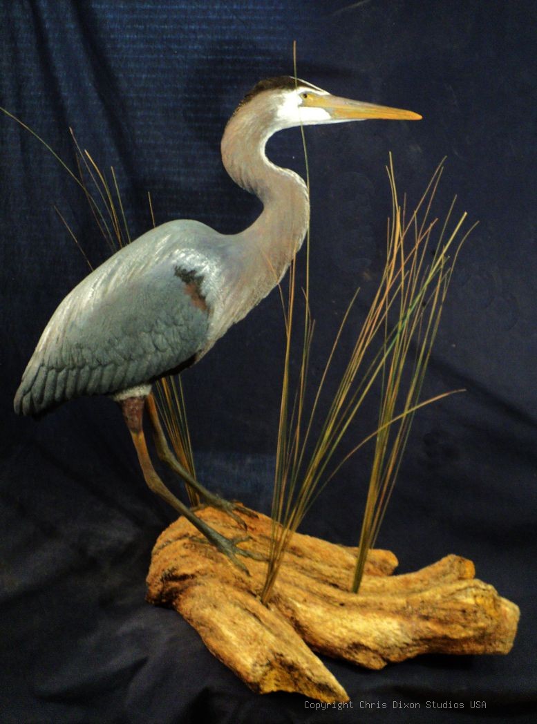 Great Blue Heron Sculpture29in 848